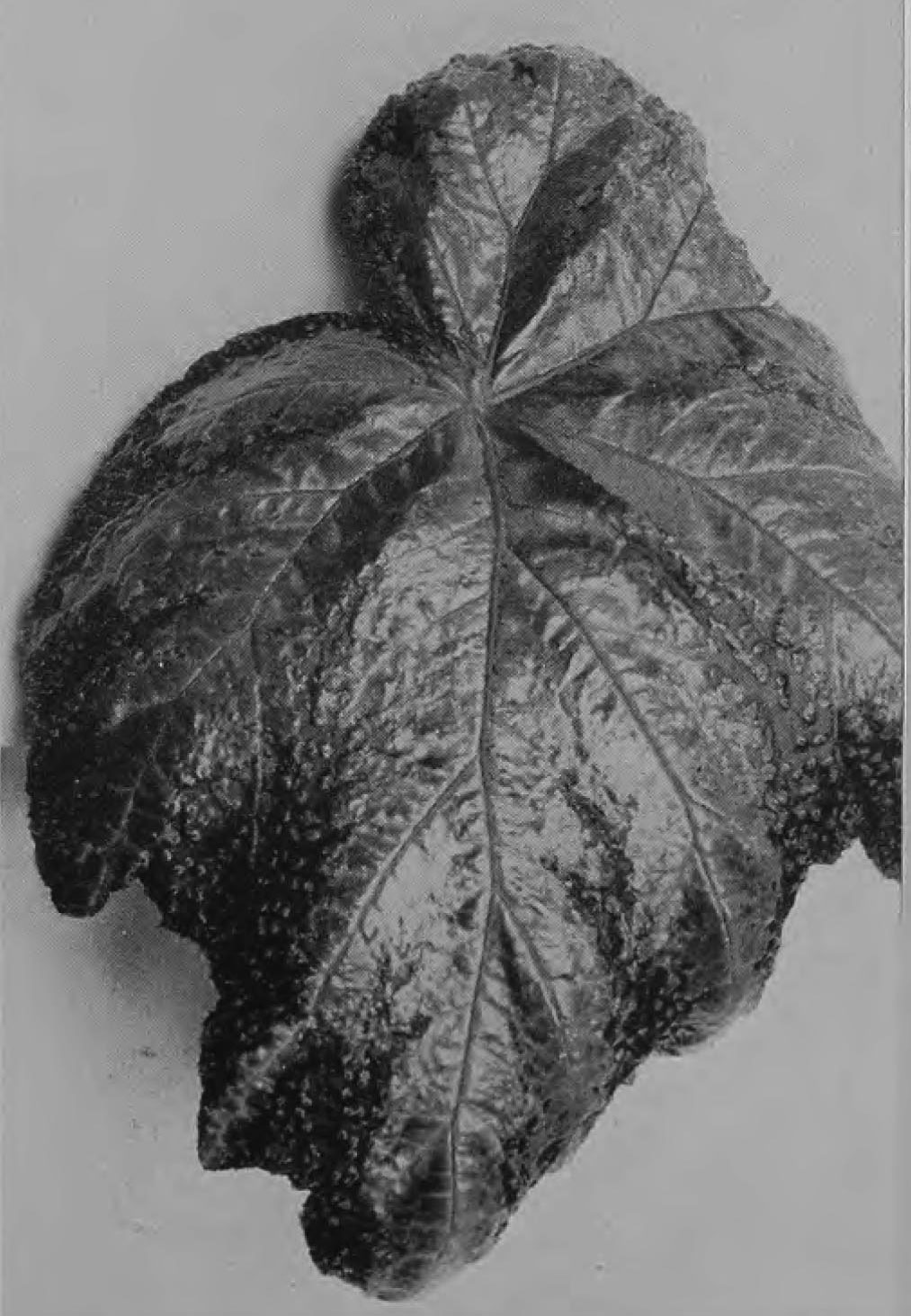 B. (circumlobata x rex)